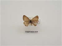 藏品(豆波灰蝶)的圖片
